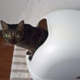 猫のトイレを準備！臭わない飛び散らないトイレ本体の選び方
