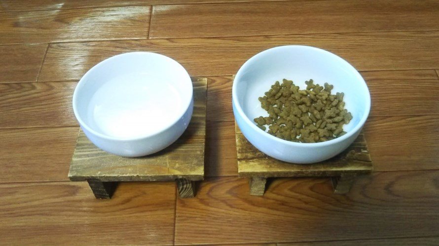猫用食器を準備！陶器がいい？食べやすい高さは何センチ？