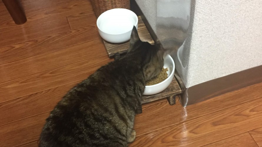高さのある食器でご飯を食べる猫