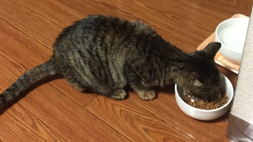 100均の食器でご飯を食べる猫
