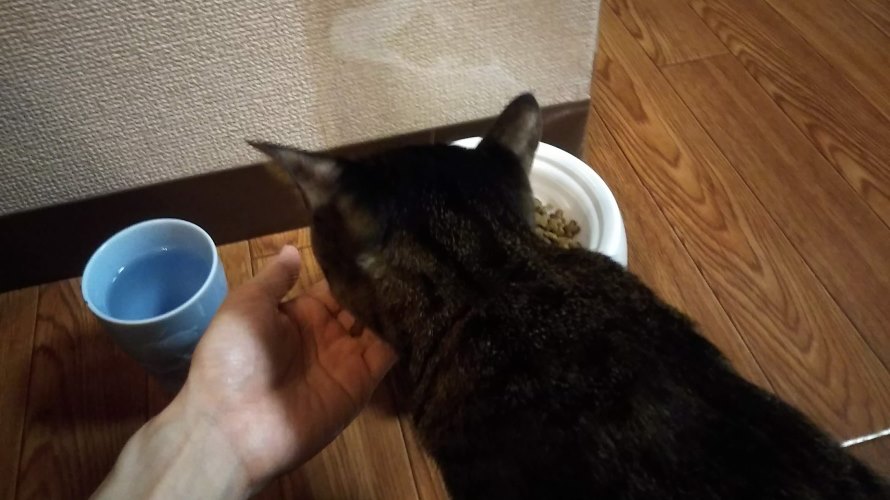 手からご飯をもらう猫