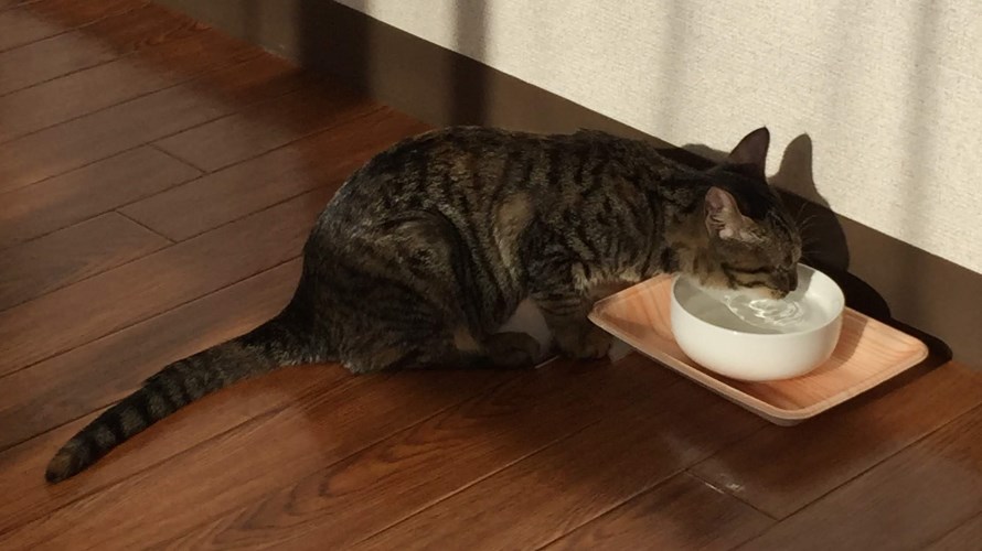 100均の食器で水を飲む子猫