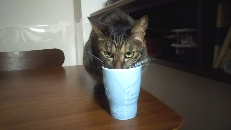 コップで水を飲む猫