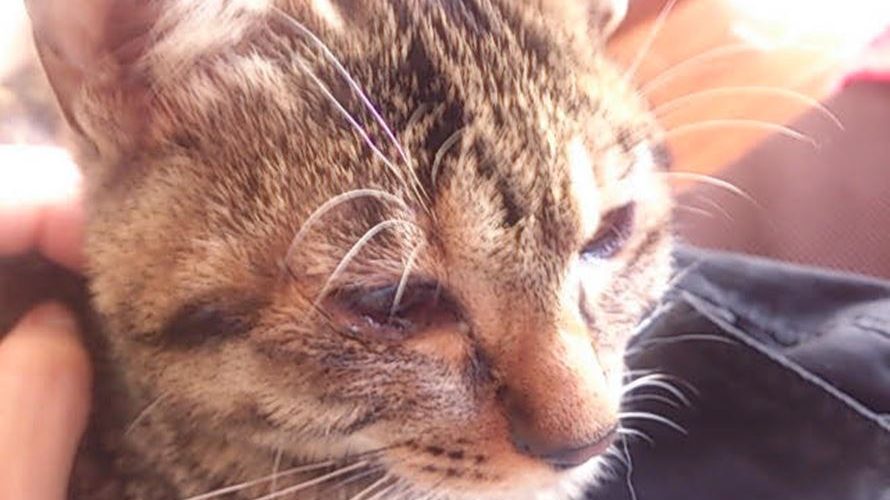 子猫の涙目・目の腫れは病院へ！愛猫ミコは猫風邪が原因だった