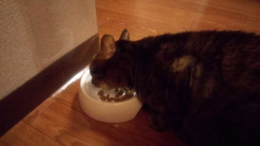 ピュリナワングレインフリーを食べる猫
