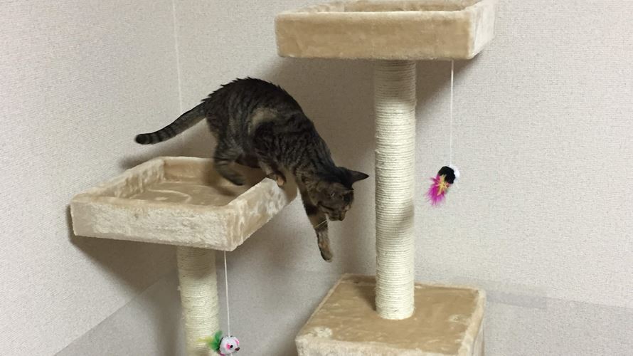 子猫とキャットタワー