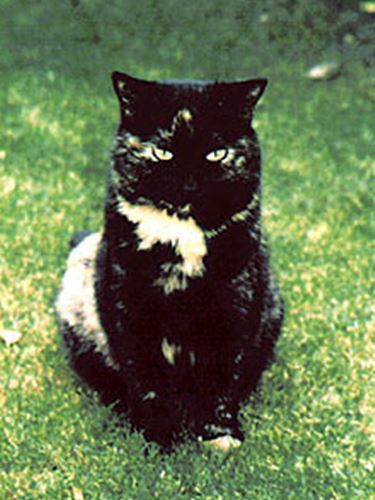 フレディ・マーキュリーの飼い猫ミコ