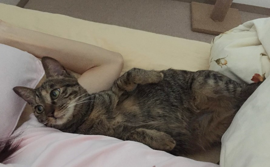 腕枕する子猫