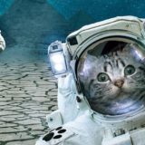 サンシャイン池崎さんの猫トイレ・キャットタワー・月と宇宙船はコレ！