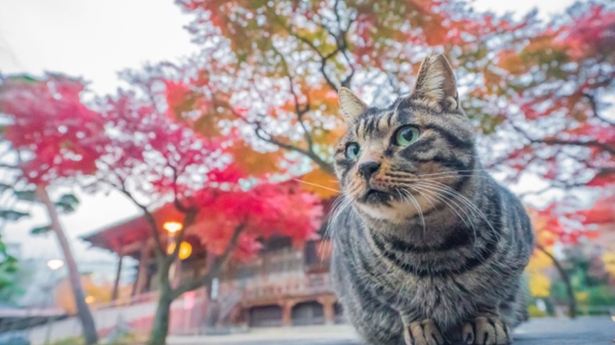 2019年9～10月猫写真で応募できるフォトコンテストまとめ！賞金も