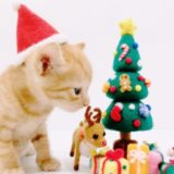 クリスマス猫