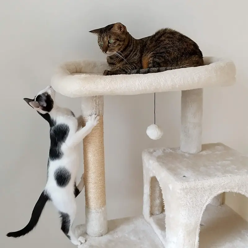 キャットタワーと猫