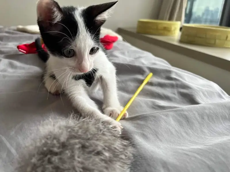 猫じゃらしと子猫