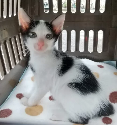 保護猫子猫のお迎え