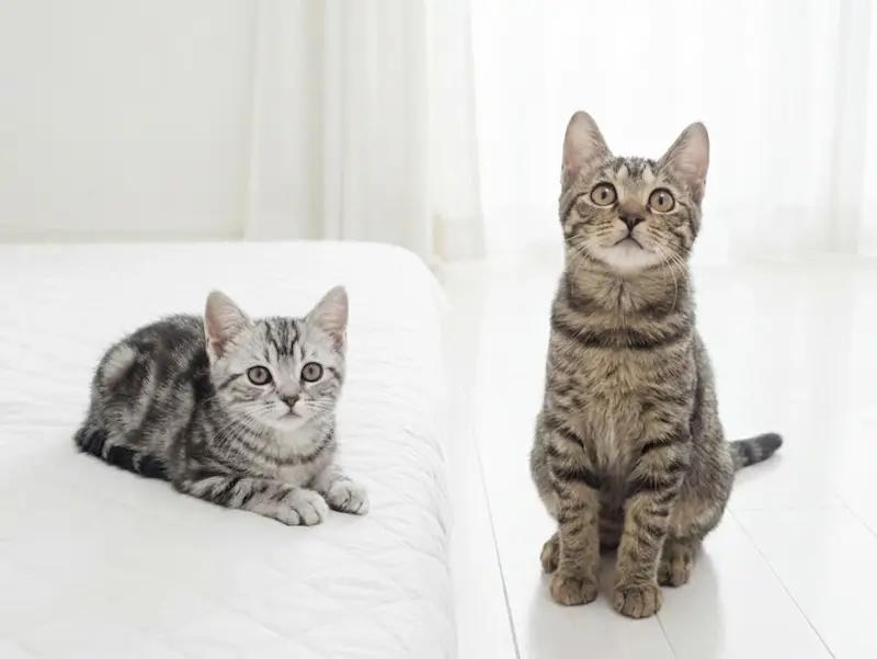 純血種と雑種の子猫