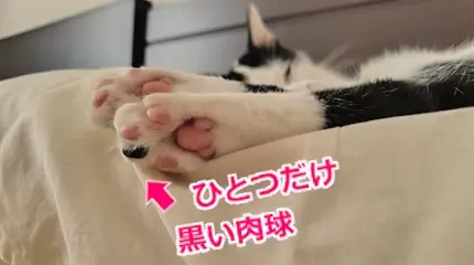 ひとつだけ黒い肉球