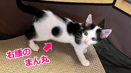 右腰のまん丸模様