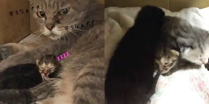 母猫しきぶとミコと兄弟