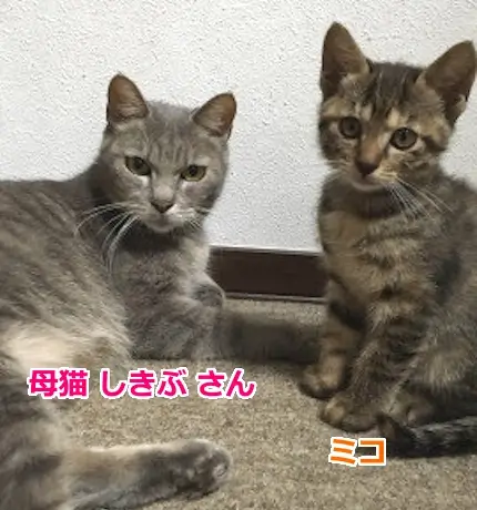 母猫しきぶとミコ