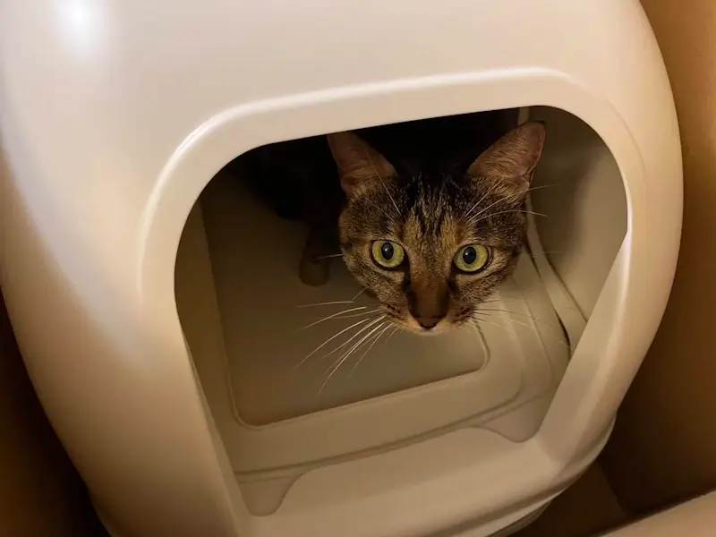 猫トイレに入るミコ