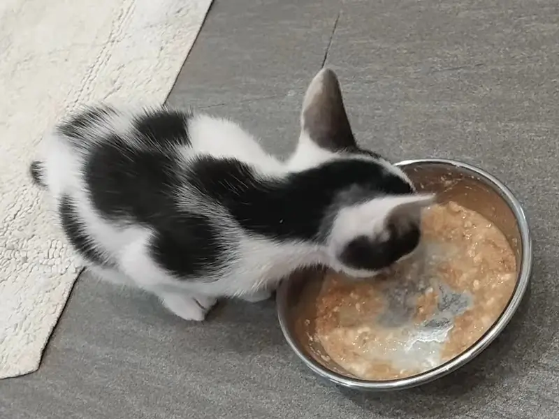 フードを食べる子猫コト