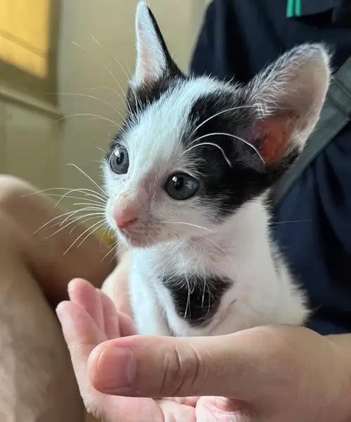 掌に乗る子猫コト