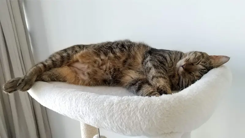 寝ている姉猫ミコちゃん