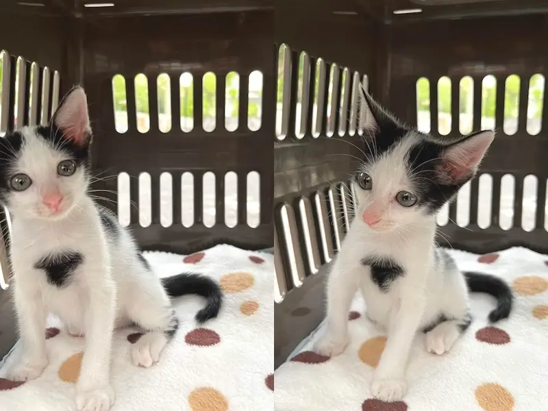 引き取り時のコトちゃん