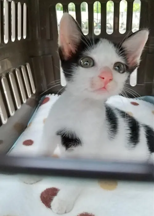 引き取り時のコトちゃん