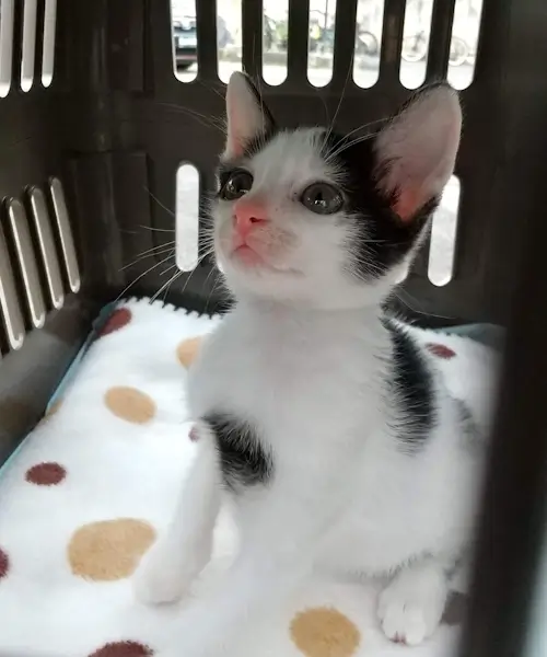 引き取り時のコトちゃん