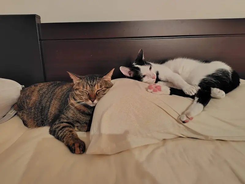 癒しの存在ミコとコト