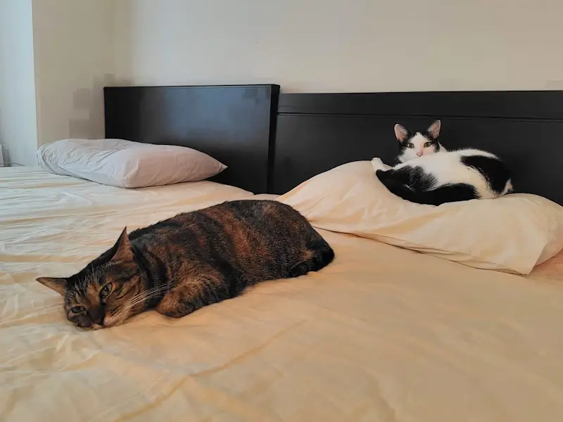 寛ぐミコとコト